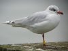 Mediterranean Gull at Southend Pier (Steve Arlow) (50228 bytes)
